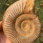 polished Ammonite Nautilus Shell Jurrassic Fossil Specimen Madagascar 486g BL5