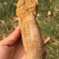 polished Ammonite Nautilus Shell Jurrassic Fossil Specimen Madagascar 486g BL5