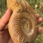 polished Ammonite Nautilus Shell Jurrassic Fossil Specimen Madagascar 486g BL5