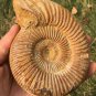 polished Ammonite Nautilus Shell Jurrassic Fossil Specimen Madagascar 486g BL5