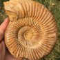 polished Ammonite Nautilus Shell Jurrassic Fossil Specimen Madagascar 486g BL5