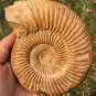 polished Ammonite Nautilus Shell Jurrassic Fossil Specimen Madagascar 486g BL5