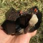 837g Natural smoky black quartz cluster crystal specimen healing JC9