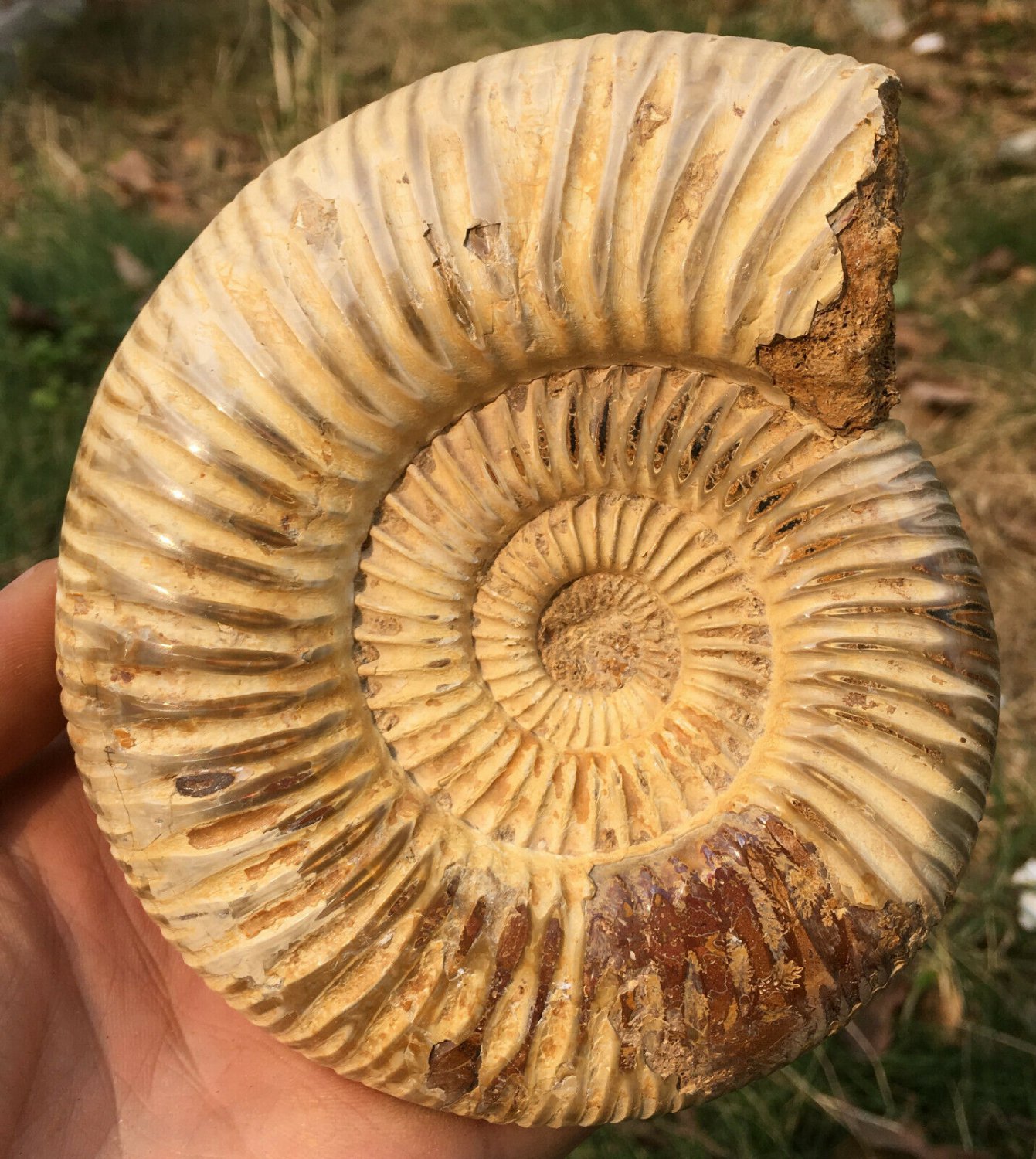 polished Ammonite Nautilus Shell Jurrassic Fossil Specimen Madagascar 773g BL7