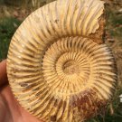 polished Ammonite Nautilus Shell Jurrassic Fossil Specimen Madagascar 773g BL7