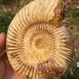 polished Ammonite Nautilus Shell Jurrassic Fossil Specimen Madagascar 773g BL7