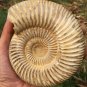 polished Ammonite Nautilus Shell Jurrassic Fossil Specimen Madagascar 773g BL7