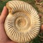 polished Ammonite Nautilus Shell Jurrassic Fossil Specimen Madagascar 773g BL7