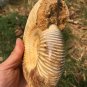 polished Ammonite Nautilus Shell Jurrassic Fossil Specimen Madagascar 773g BL7