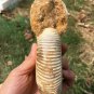polished Ammonite Nautilus Shell Jurrassic Fossil Specimen Madagascar 773g BL7