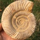 polished Ammonite Nautilus Shell Jurrassic Fossil Specimen Madagascar 679g BL10