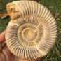 polished Ammonite Nautilus Shell Jurrassic Fossil Specimen Madagascar 679g BL10