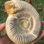 polished Ammonite Nautilus Shell Jurrassic Fossil Specimen Madagascar 679g BL10
