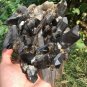 1146g Natural beautiful smoky black quartz cluster crystal specimen healing HJ9