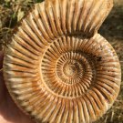 polished Ammonite Nautilus Shell Jurrassic Fossil Specimen Madagascar 876g DZ65