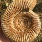 polished Ammonite Nautilus Shell Jurrassic Fossil Specimen Madagascar 876g DZ65