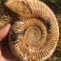 polished Ammonite Nautilus Shell Jurrassic Fossil Specimen Madagascar 876g DZ65