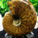 Natural Ammonite Nautilus Shell Jurrassic Fossil Specimen Madagascar 105g HLS13