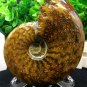 Natural Ammonite Nautilus Shell Jurrassic Fossil Specimen Madagascar 105g HLS13