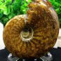 Natural Ammonite Nautilus Shell Jurrassic Fossil Specimen Madagascar 105g HLS13