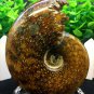 Natural Ammonite Nautilus Shell Jurrassic Fossil Specimen Madagascar 105g HLS13