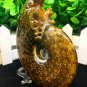 Natural Ammonite Nautilus Shell Jurrassic Fossil Specimen Madagascar 105g HLS13
