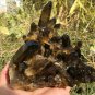 1119g Natural smoky black quartz cluster crystal specimen healing JQ12