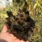 1119g Natural smoky black quartz cluster crystal specimen healing JQ12