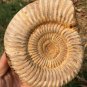 polished Ammonite Nautilus Shell Jurrassic Fossil Specimen Madagascar 1049g BL9