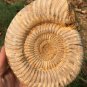 polished Ammonite Nautilus Shell Jurrassic Fossil Specimen Madagascar 1049g BL9