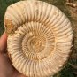 polished Ammonite Nautilus Shell Jurrassic Fossil Specimen Madagascar 1049g BL9