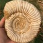 polished Ammonite Nautilus Shell Jurrassic Fossil Specimen Madagascar 1049g BL9