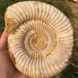 polished Ammonite Nautilus Shell Jurrassic Fossil Specimen Madagascar 1049g BL9