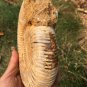 polished Ammonite Nautilus Shell Jurrassic Fossil Specimen Madagascar 1049g BL9