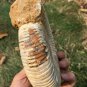 polished Ammonite Nautilus Shell Jurrassic Fossil Specimen Madagascar 1049g BL9