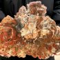 1794g COLORFUL RAINBOW FANTASTIC Madagascar Petrified Wood Round Slab Bark #DMH1