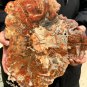 1794g COLORFUL RAINBOW FANTASTIC Madagascar Petrified Wood Round Slab Bark #DMH1