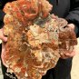 1794g COLORFUL RAINBOW FANTASTIC Madagascar Petrified Wood Round Slab Bark #DMH1
