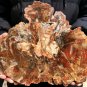 1794g COLORFUL RAINBOW FANTASTIC Madagascar Petrified Wood Round Slab Bark #DMH1