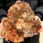 1794g COLORFUL RAINBOW FANTASTIC Madagascar Petrified Wood Round Slab Bark #DMH1