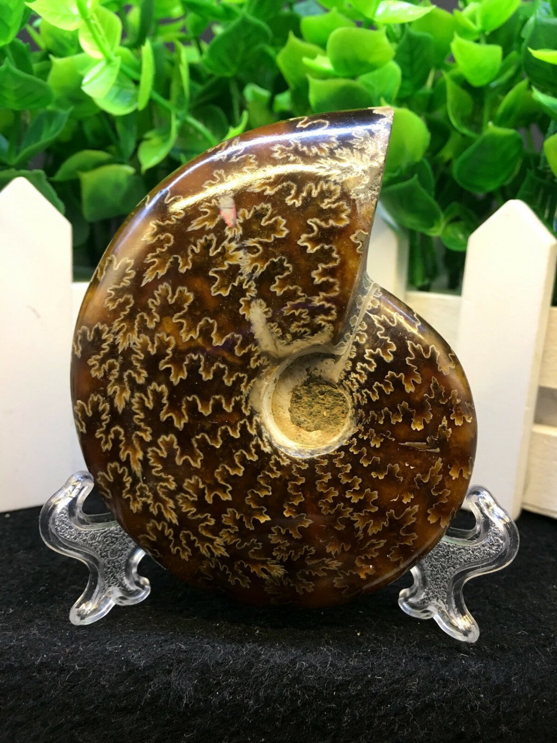 Natural Ammonite Nautilus Shell Jurrassic Fossil Specimen Madagascar 114g HLS6