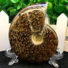Natural Ammonite Nautilus Shell Jurrassic Fossil Specimen Madagascar 114g HLS6