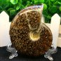 Natural Ammonite Nautilus Shell Jurrassic Fossil Specimen Madagascar 114g HLS6