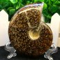 Natural Ammonite Nautilus Shell Jurrassic Fossil Specimen Madagascar 114g HLS6