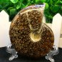 Natural Ammonite Nautilus Shell Jurrassic Fossil Specimen Madagascar 114g HLS6