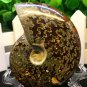 Natural Ammonite Nautilus Shell Jurrassic Fossil Specimen Madagascar 114g HLS6