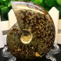 Natural Ammonite Nautilus Shell Jurrassic Fossil Specimen Madagascar 114g HLS6