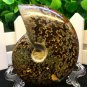 Natural Ammonite Nautilus Shell Jurrassic Fossil Specimen Madagascar 114g HLS6