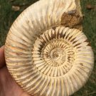 polished Ammonite Nautilus Shell Jurrassic Fossil Specimen Madagascar 472g BL6