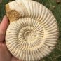 polished Ammonite Nautilus Shell Jurrassic Fossil Specimen Madagascar 472g BL6